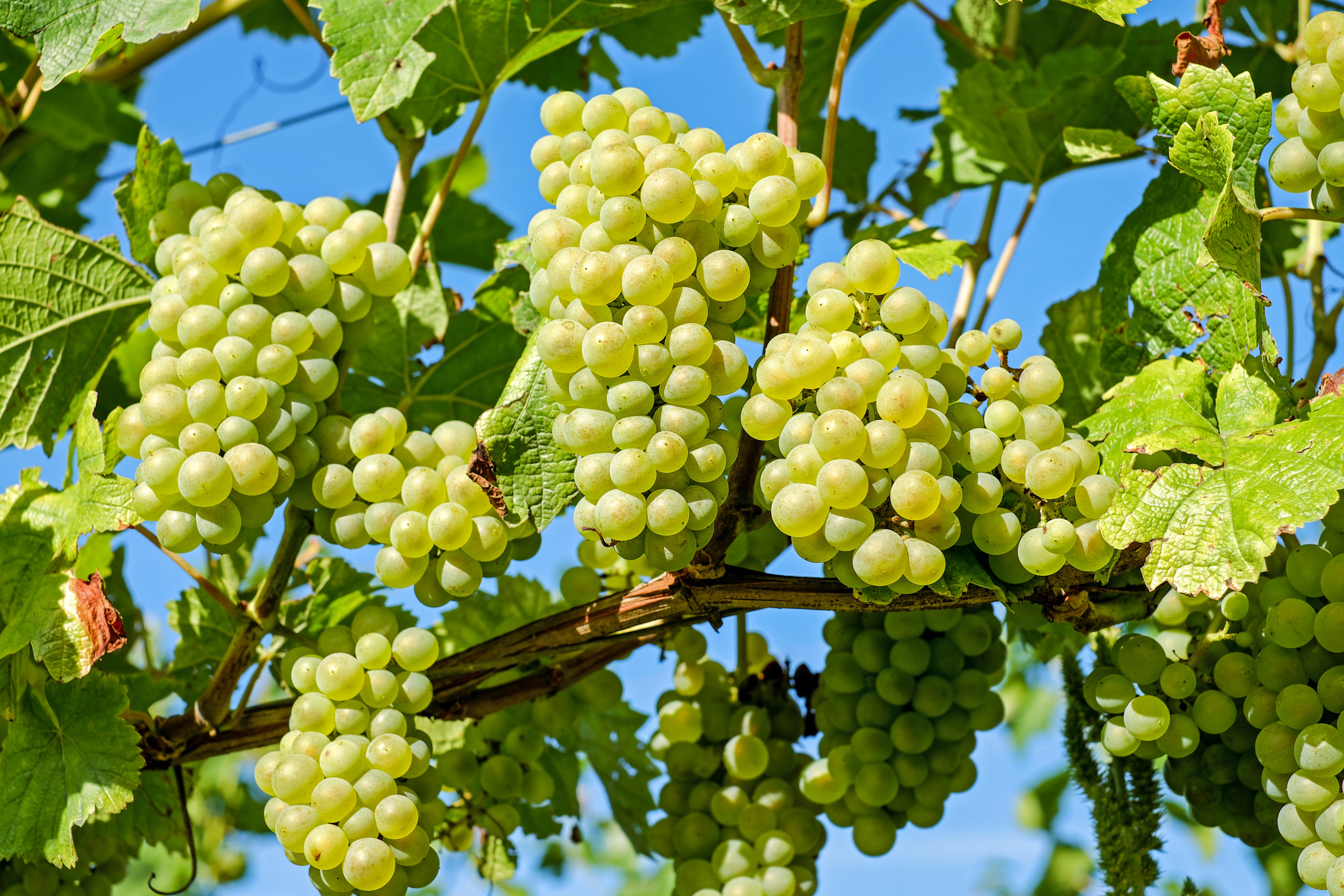 Green Grapes on a Grapevine for Wine by Couleur 4k Ultra HD Wallpaper