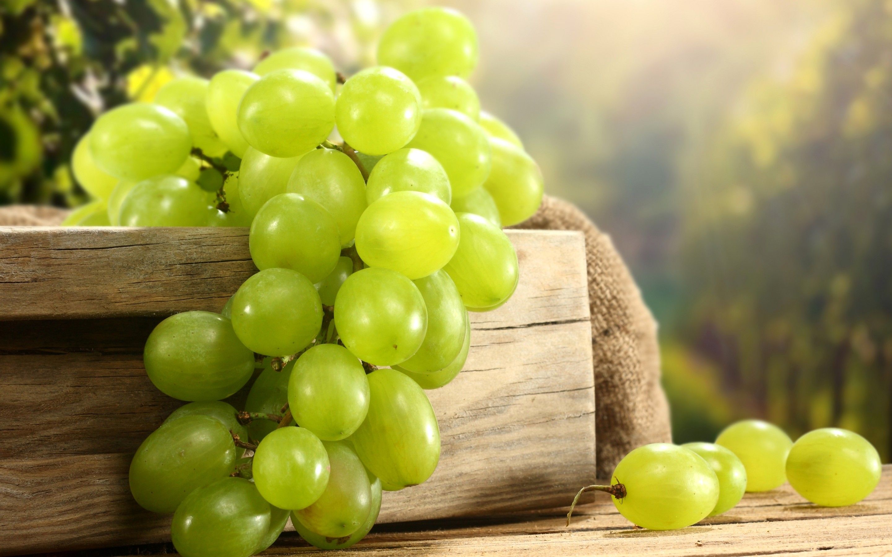 Grapes Wallpaper Free Grapes Background