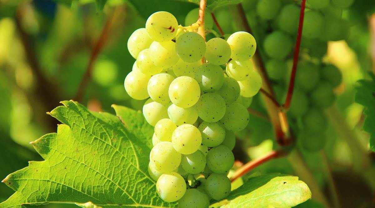 Grapes: How they reached India, types and health benefits. Lifestyle News, The Indian Express