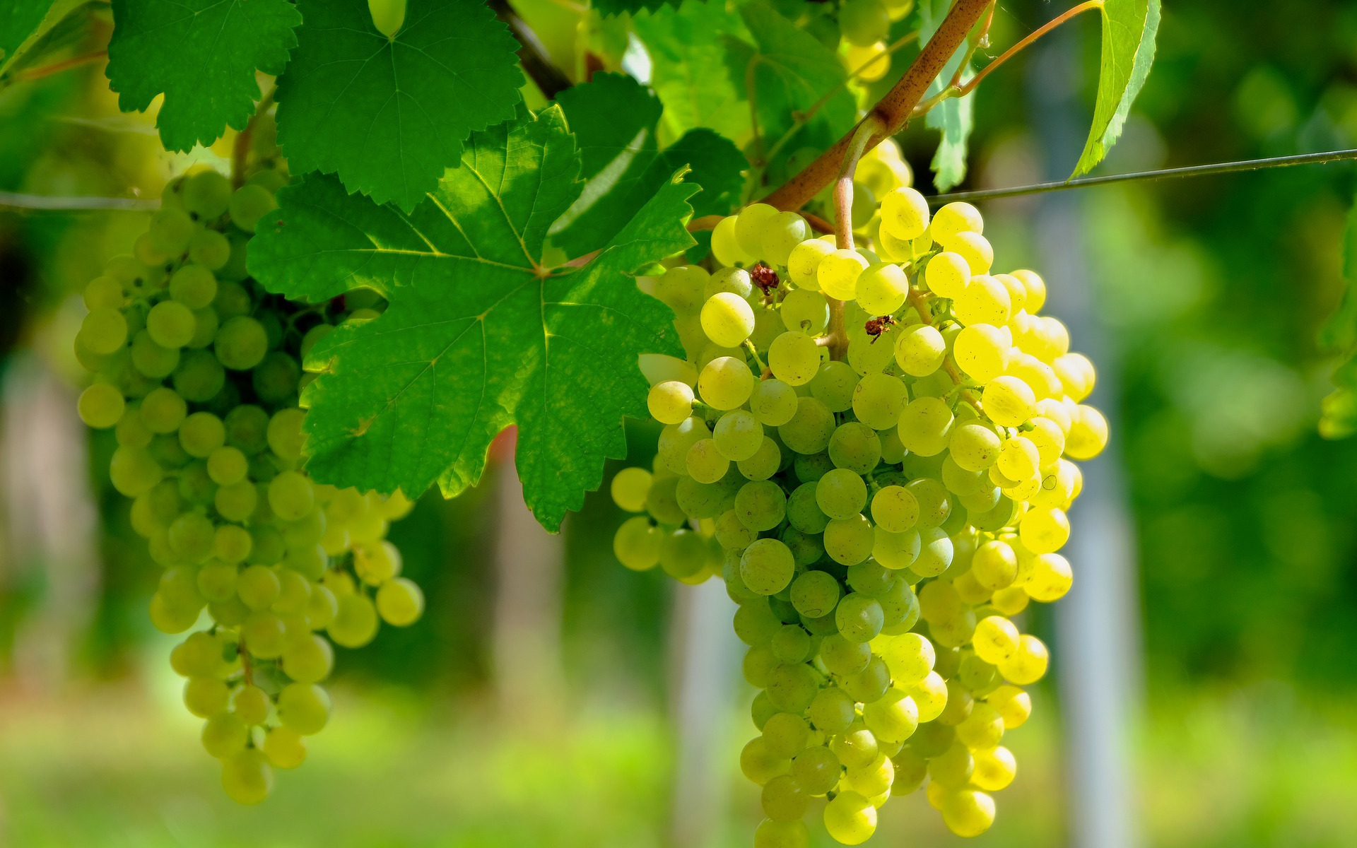 White Grape, Harvest, Fruits, Vineyard, Grapes, Evening, Grapes Stem Wallpaper & Background Download