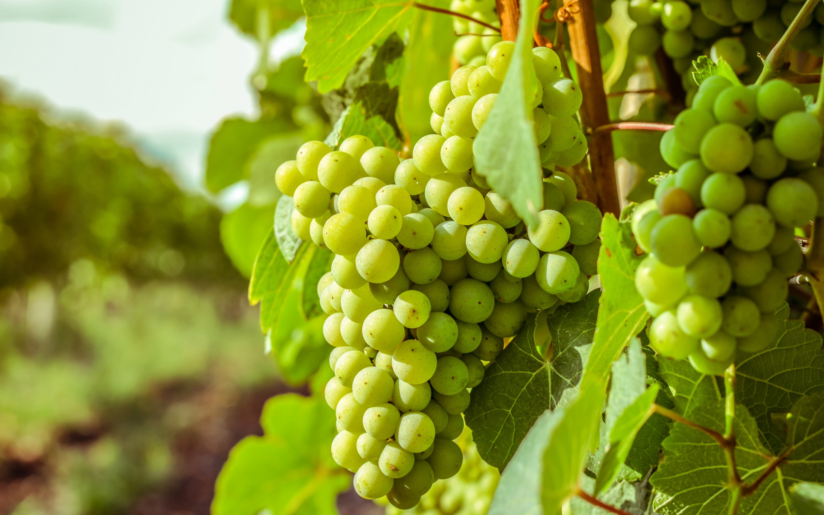 Download wallpaper white grapes, autumn, harvest, green grapes, bunch of grapes for desktop with resolution 2880x1800. High Quality HD picture wallpaper