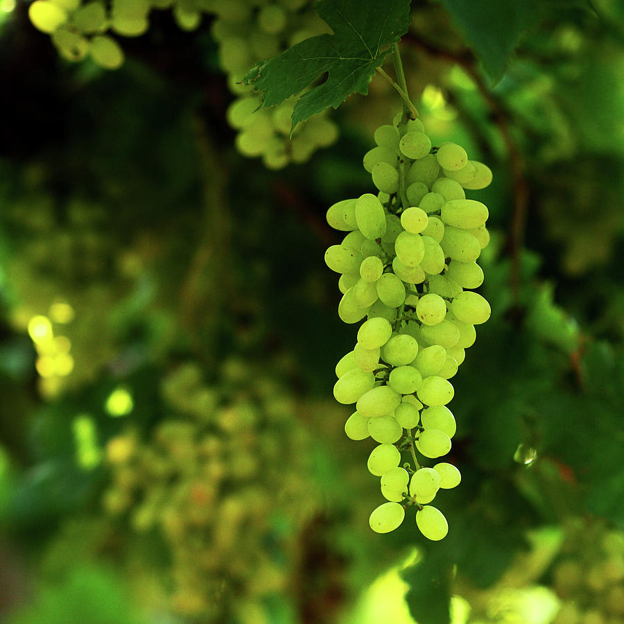 Vineyard Green Grapes