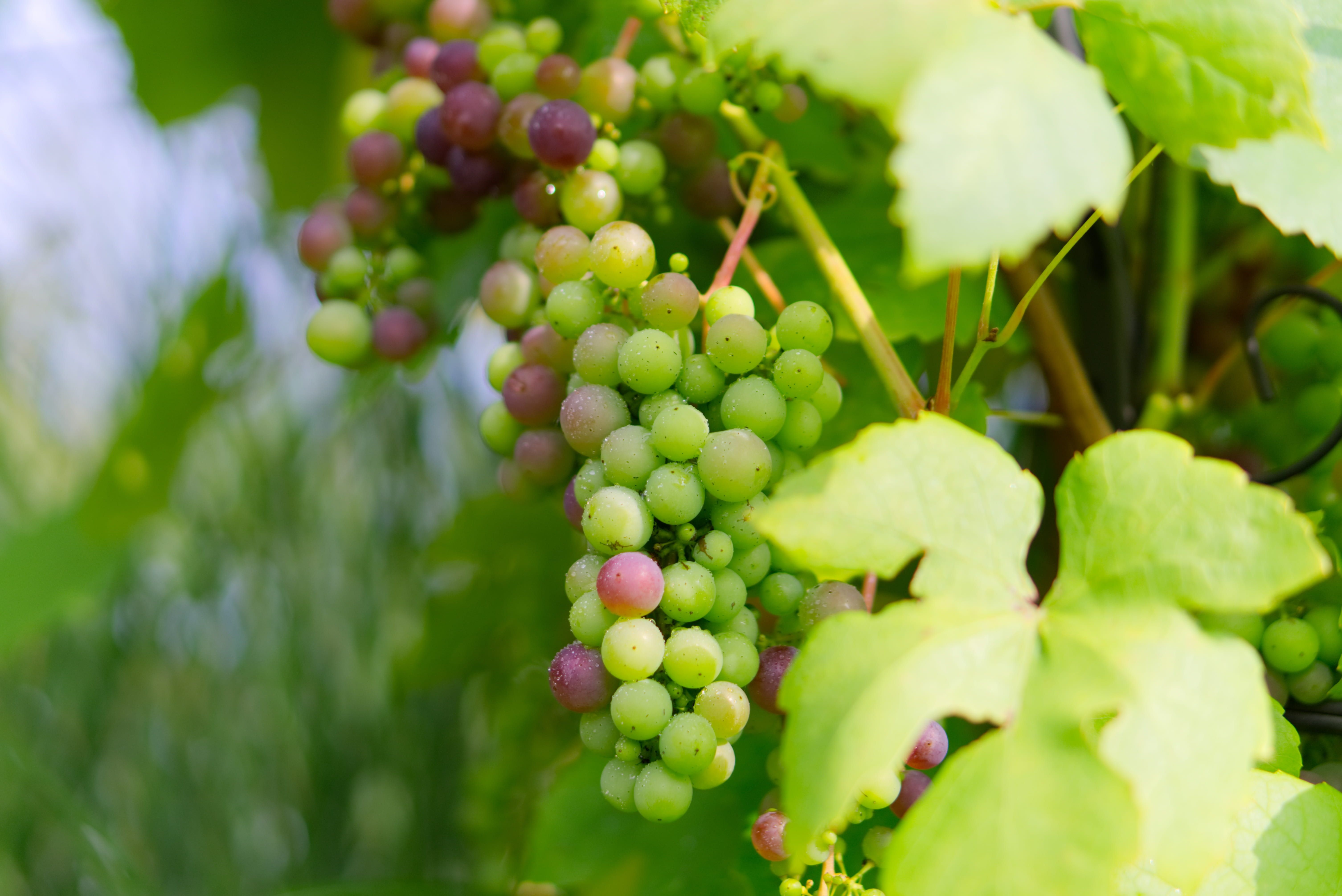 white grapes #grapes green grapes #green #healthy #fruit #winegrowing #vine #grapevine #nature #eat #fruits #leaves #wine vi. Green grapes, Growing grapes, Grapes
