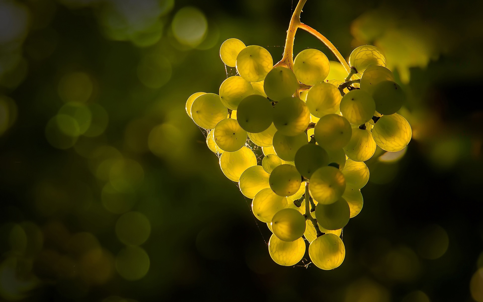 Wallpaper Green grapes, glare, backlight 1920x1200 HD Picture, Image