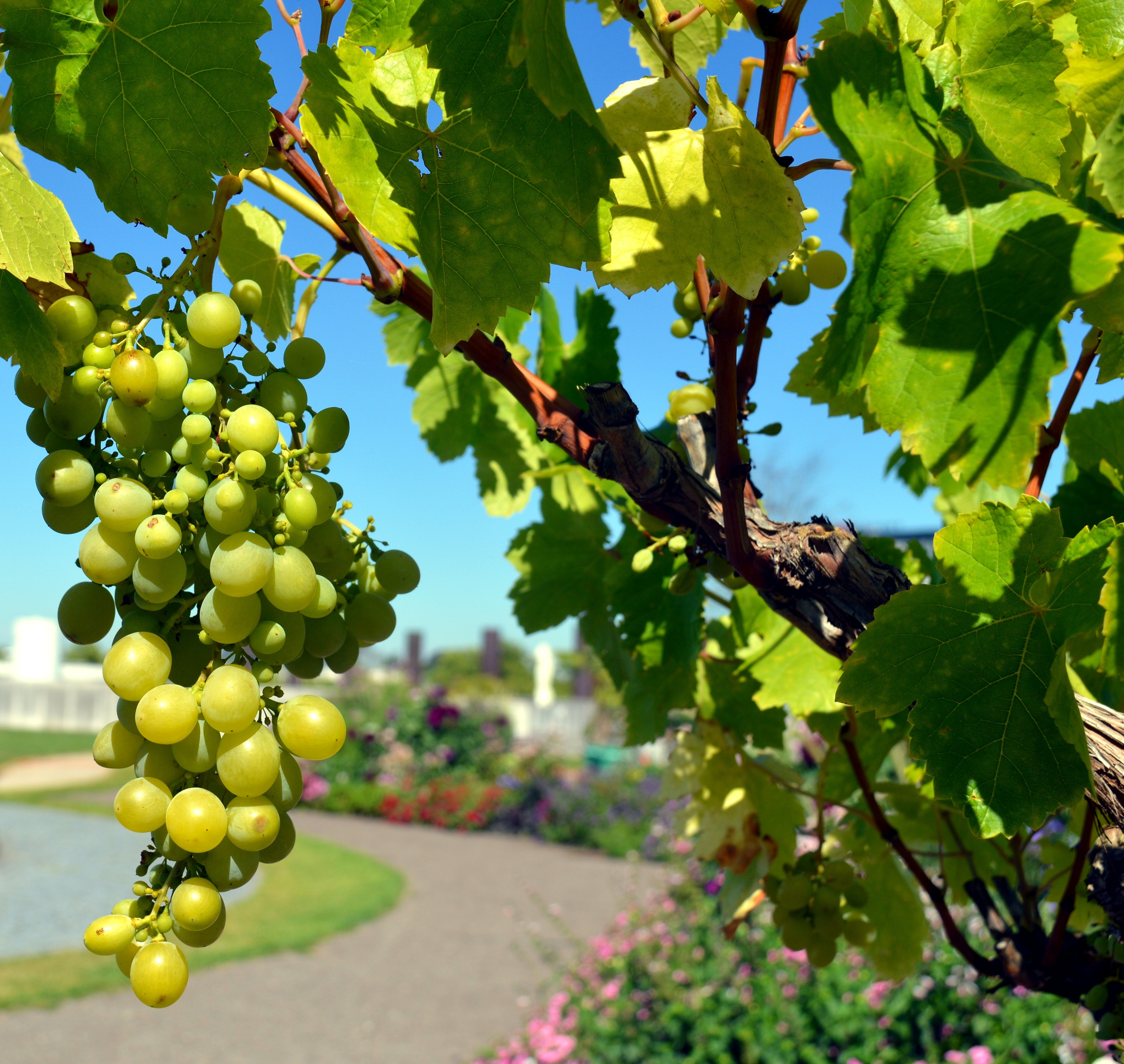 Green Grapes Fruit · Free