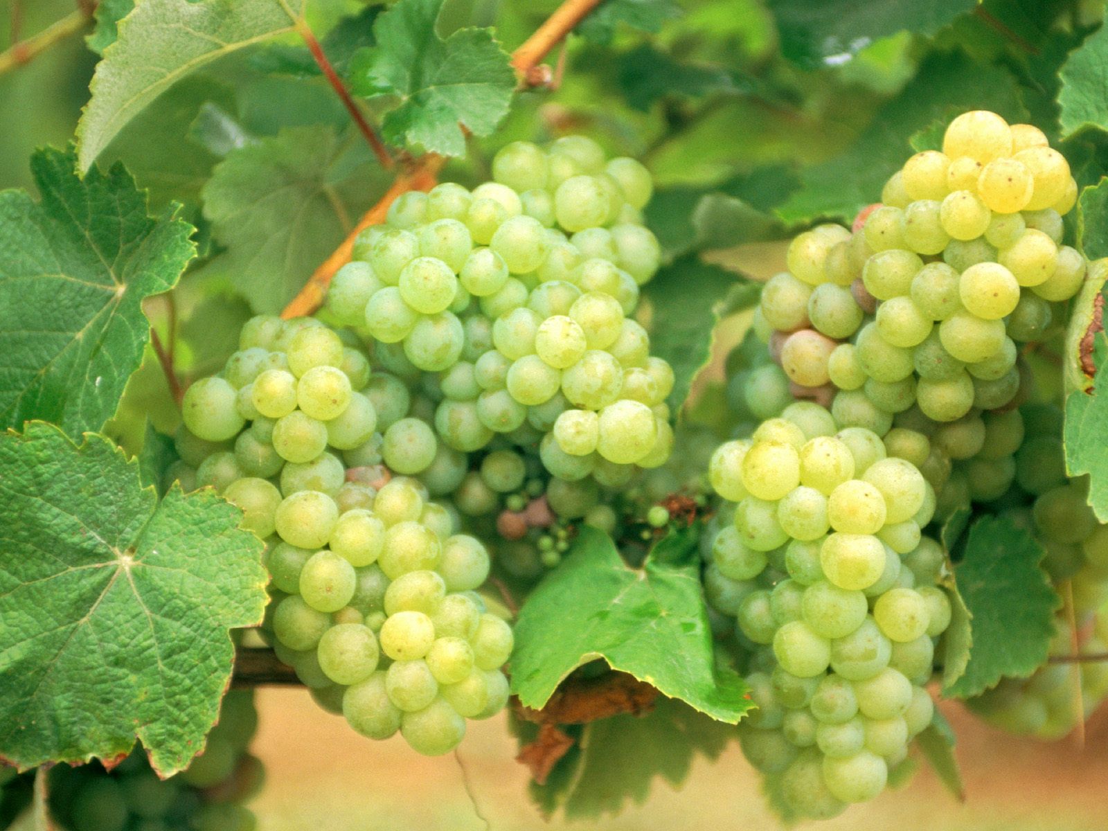 Green Grapes High Resolution Wallpaper & Background Download