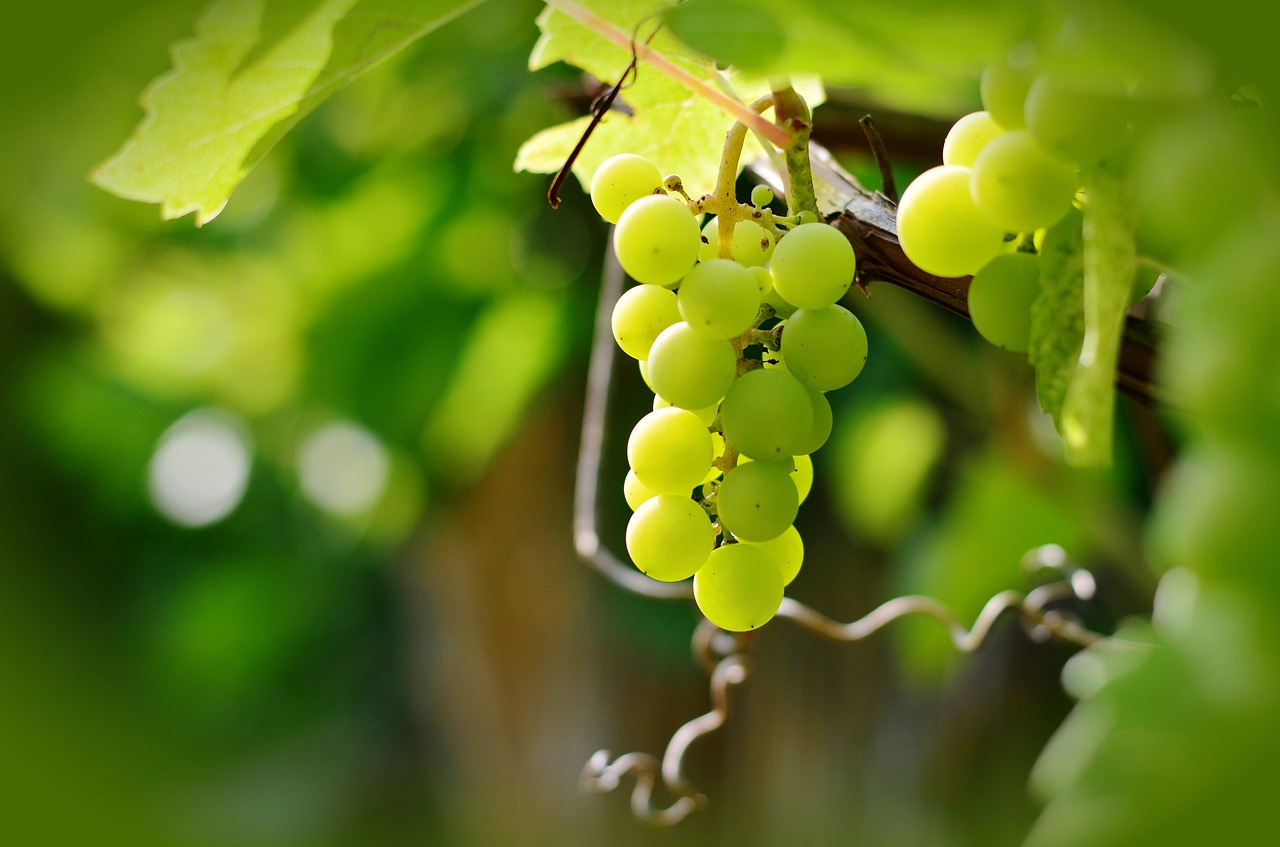 Grapes Wine Growing Green