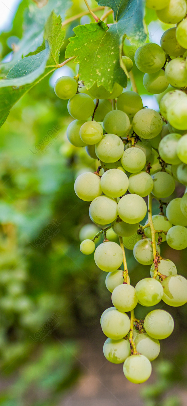 अंगूर उत्पादकों संघ ने लिया बड़ा फैसला, तय किए अंगूर के भाव | Grapes  Growers Association took this decision the prices of grapes were also fixed  in Solapur division | TV9 Bharatvarsh