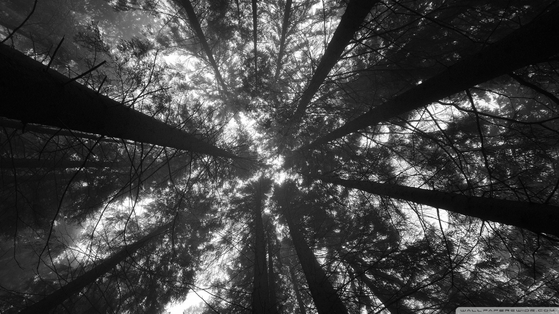 Aesthetic Black Wallpaper