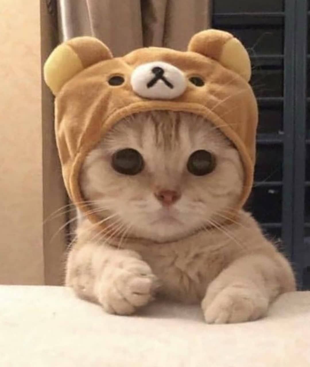 Cute Cats & Kittens's Instagram photo: “Swipe for more cuteness