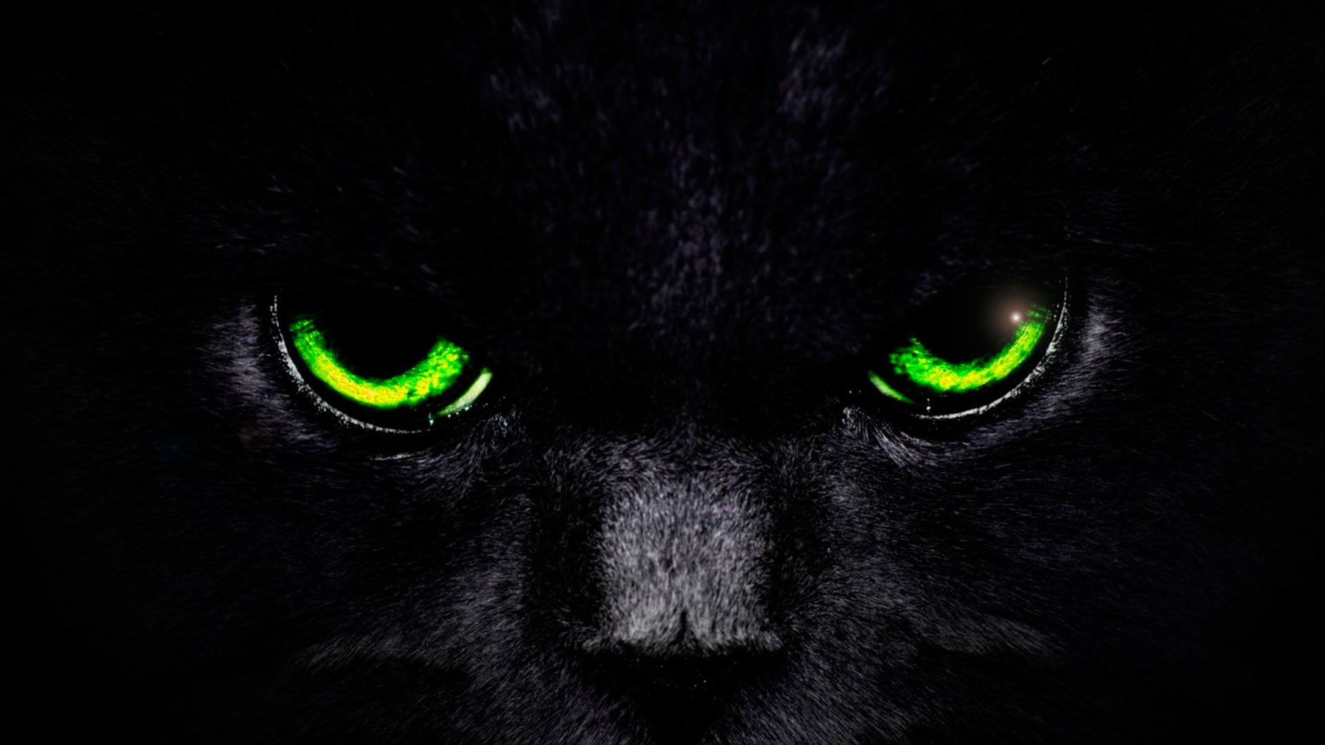 Black Cat Eyes Wallpaper