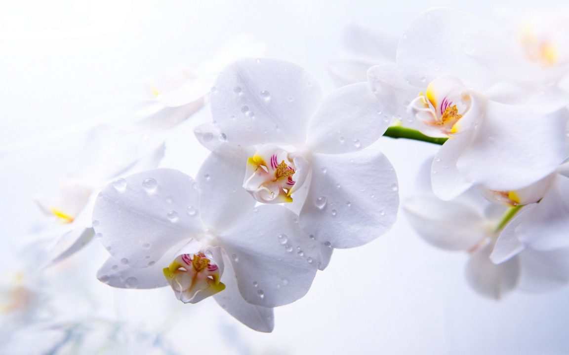 Collection, orchid desktop background (HD Download)