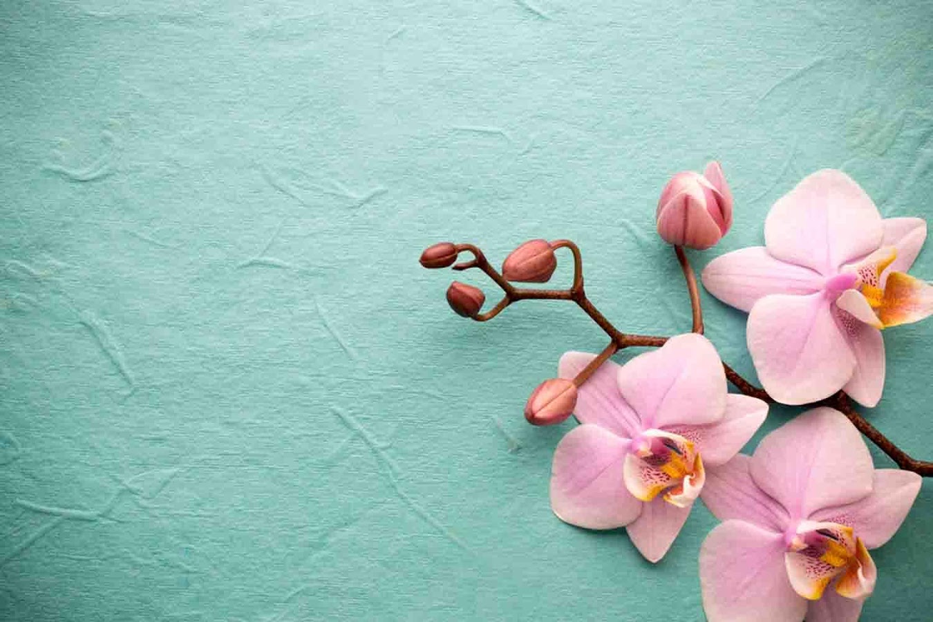Orchid Wallpaper Orchid Wallpaper & Background Download