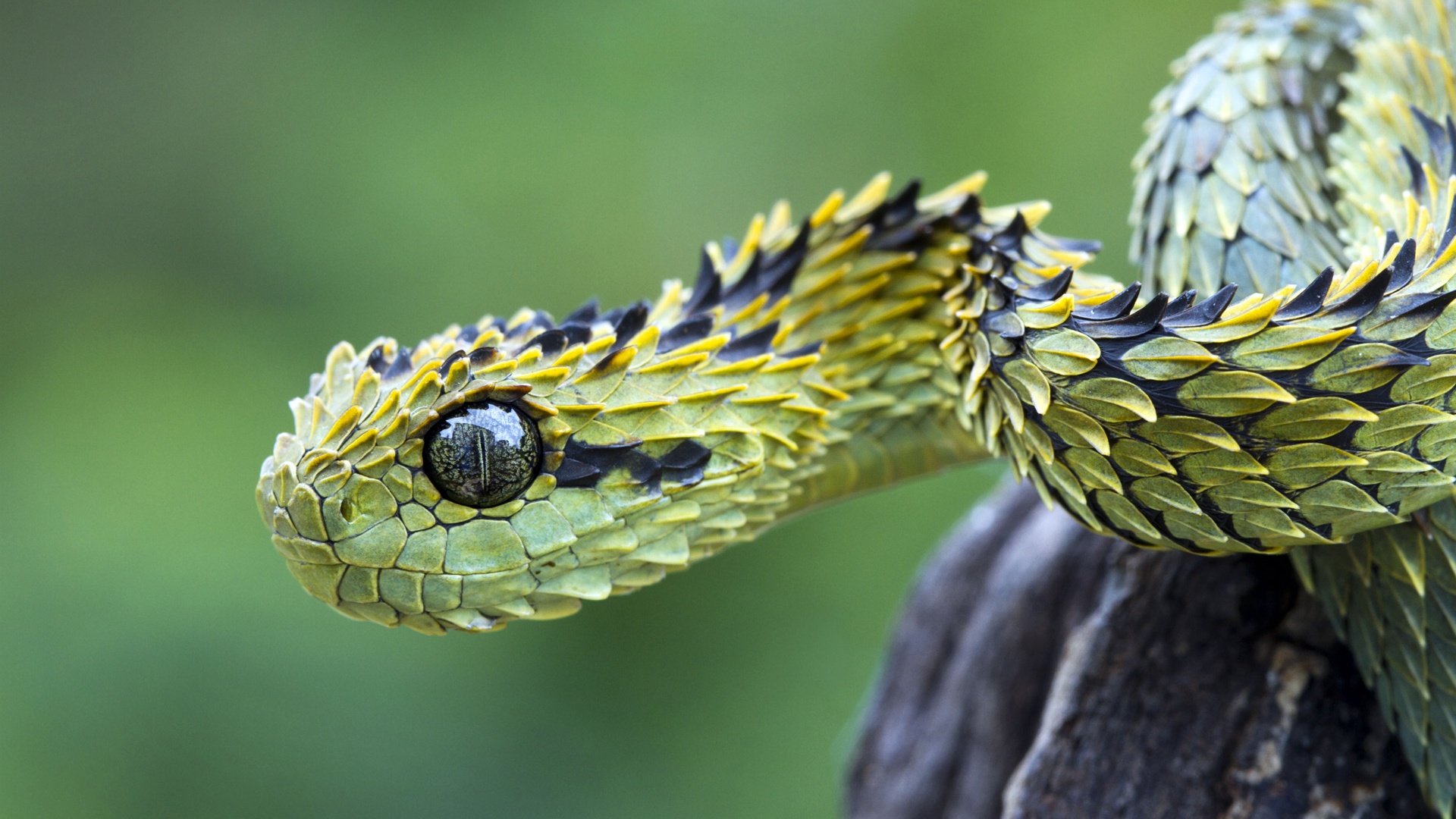 Dragon Snake, Reflective Eye / Good