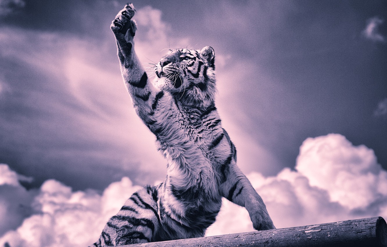 Wallpaper clouds, tiger, paw, claws, tiger image for desktop, section кошки