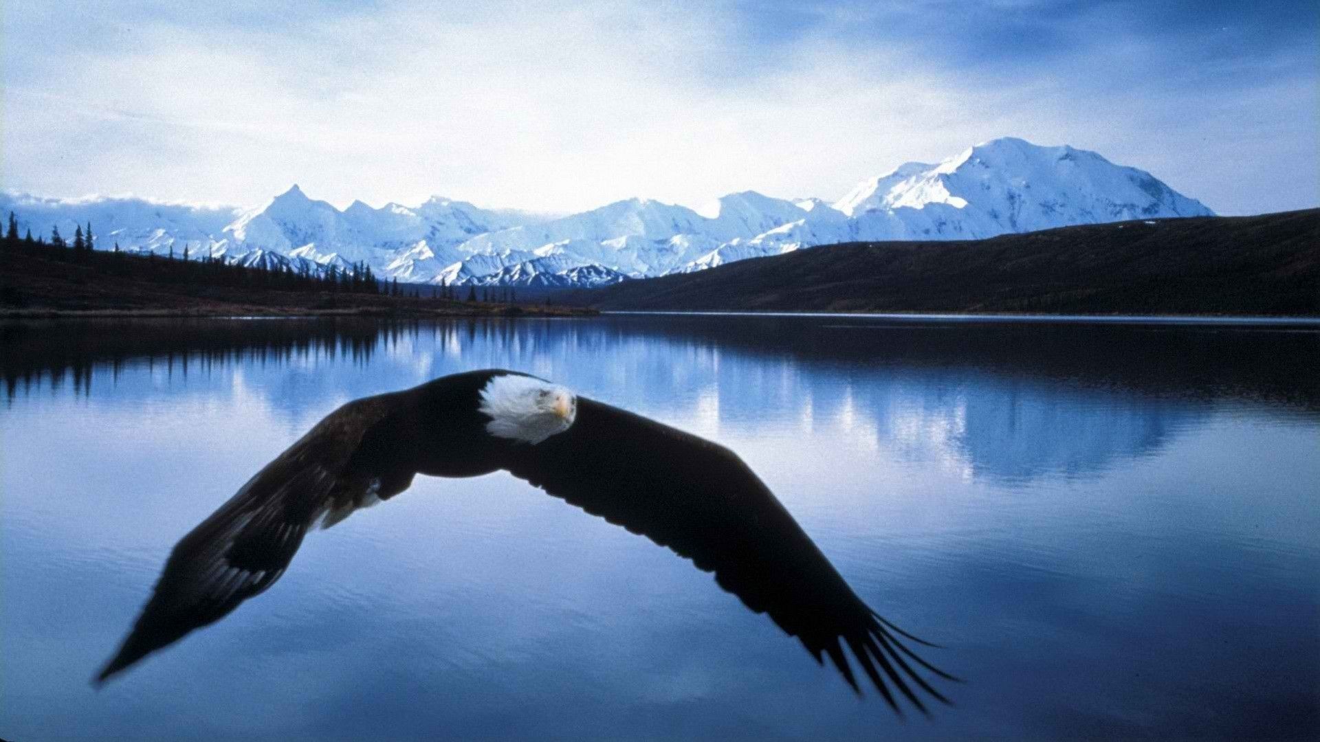 Eagle Wallpaper Coll HD Eagle Over Lake Wallpaper & Background Download