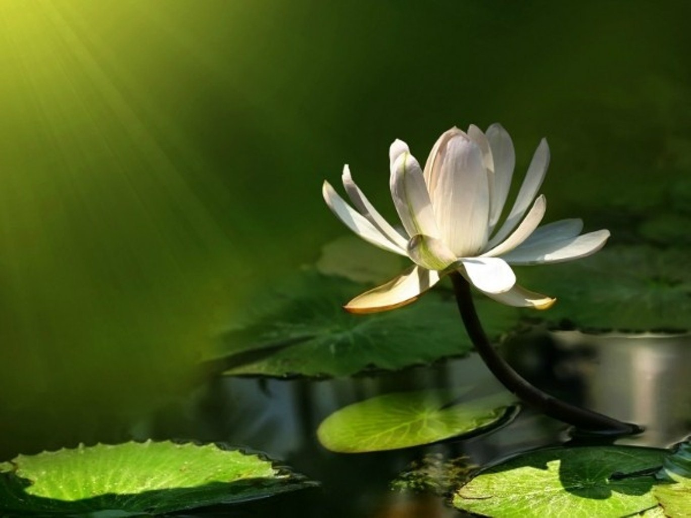Lotus Flower Wallpaper Tumblr, Nature, Rare Flowers Wallpaper For Computer Wallpaper & Background Download