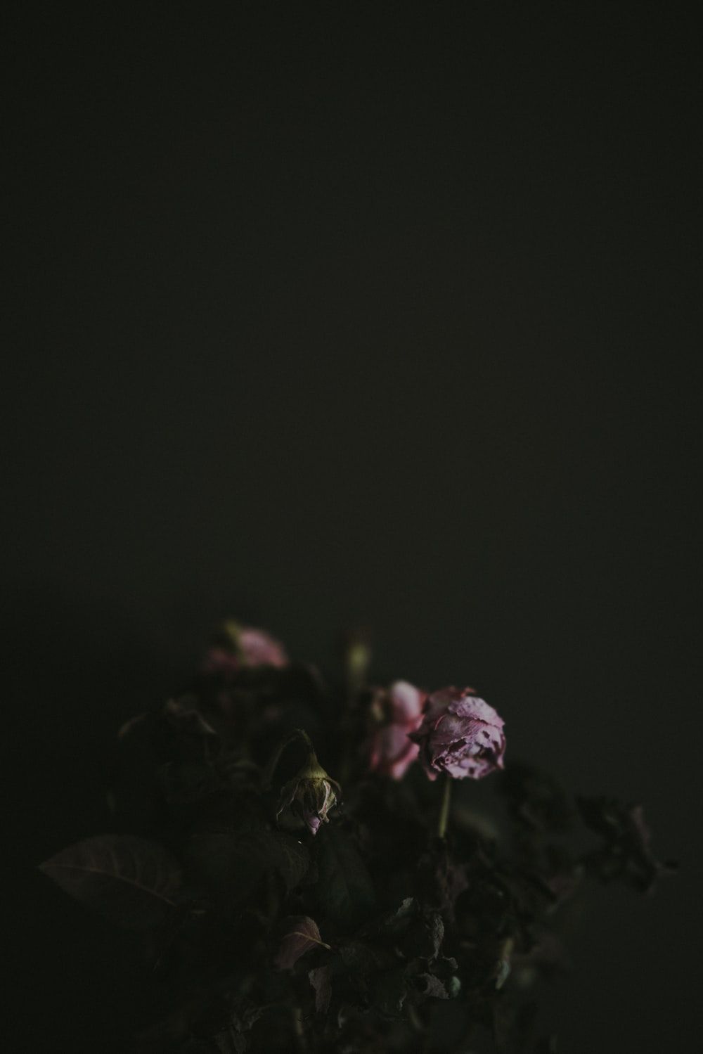 Dead Flowers Wallpaper