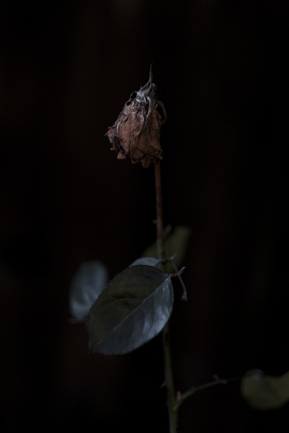 Withered Flower Picture. Download Free Image