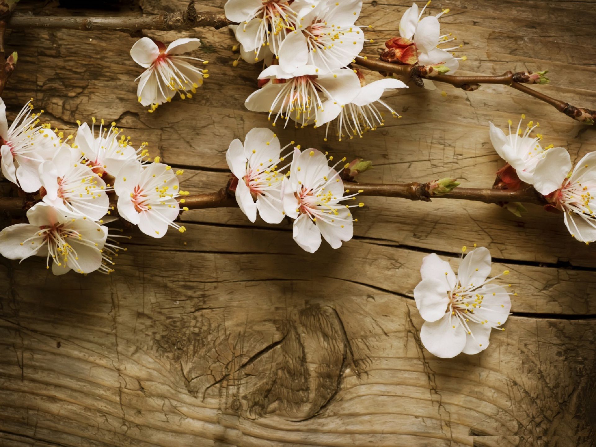 Vintage Flowers 4k