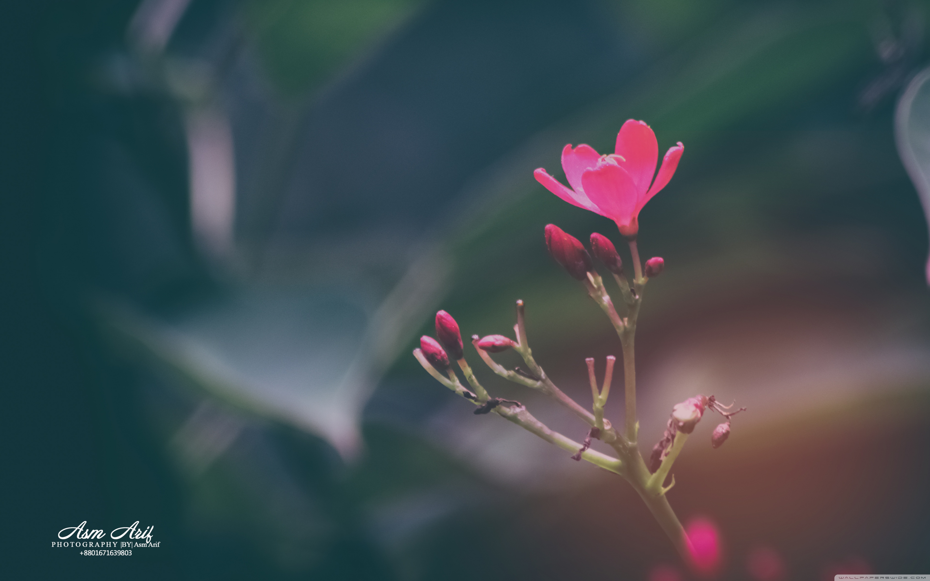 Flower -vintage Ultra HD Desktop Background Wallpaper for 4K UHD TV, Widescreen & UltraWide Desktop & Laptop, Tablet