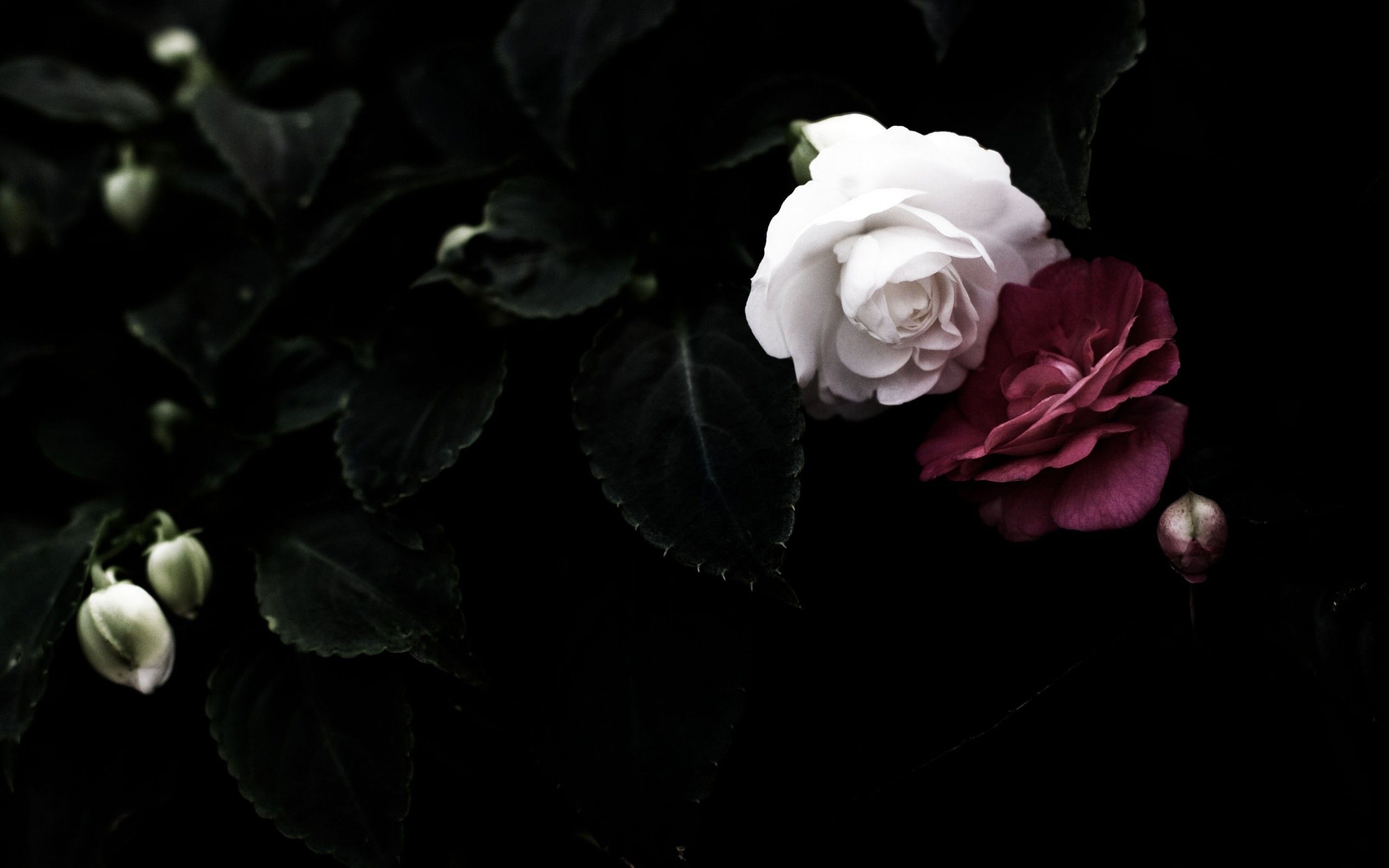 Dark Roses Aesthetic Wallpaper