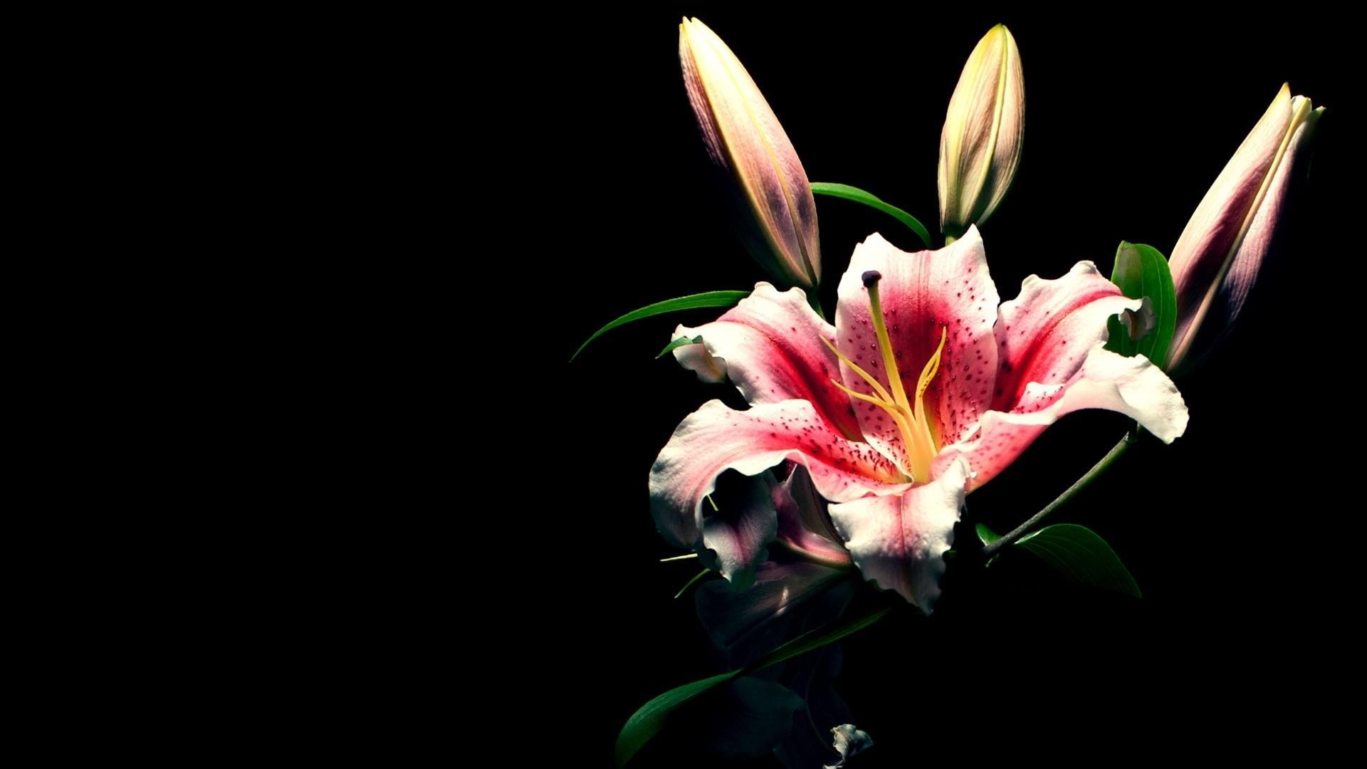 Flowers on Black Background