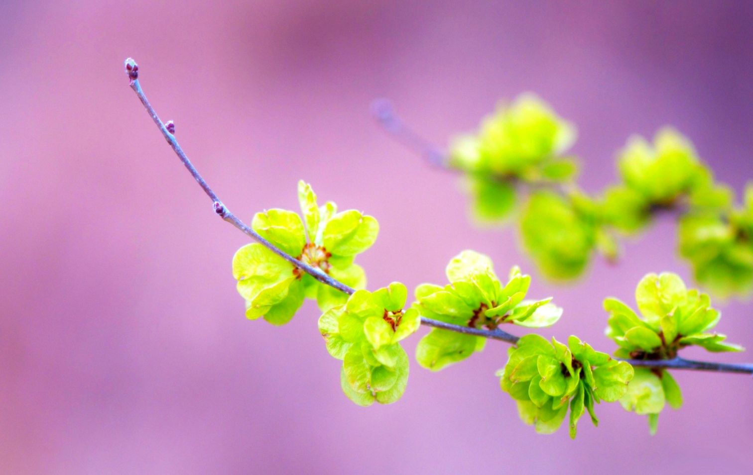 Misc Pink Summer Nature Spring Sprig Beautiful Green Spring Wallpaper & Background Download