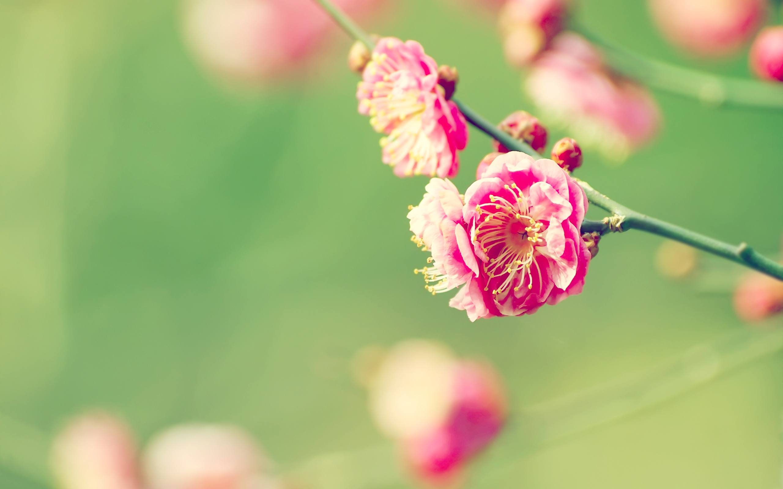 Japanese Apricot Wallpaper Wallpaper Early Spring Simple