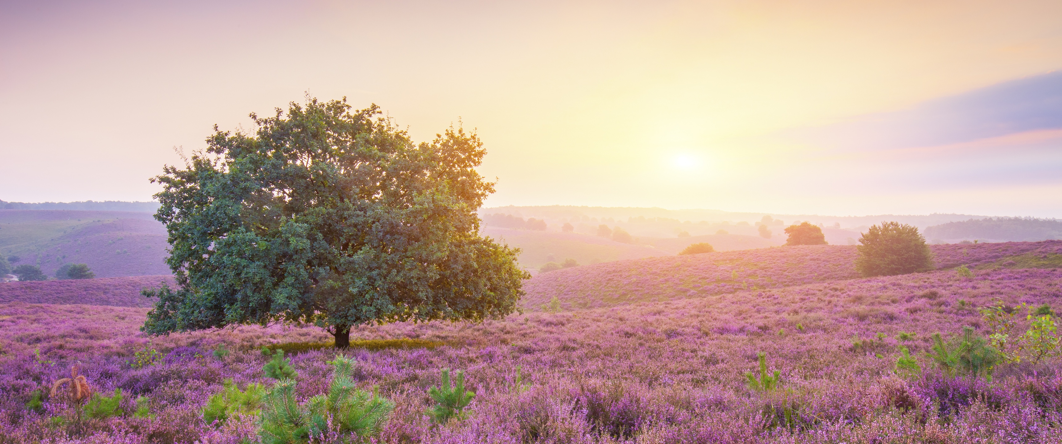 Spring Wallpaper 4K, Sunrise, Landscape, Purple heath, Countryside, Nature