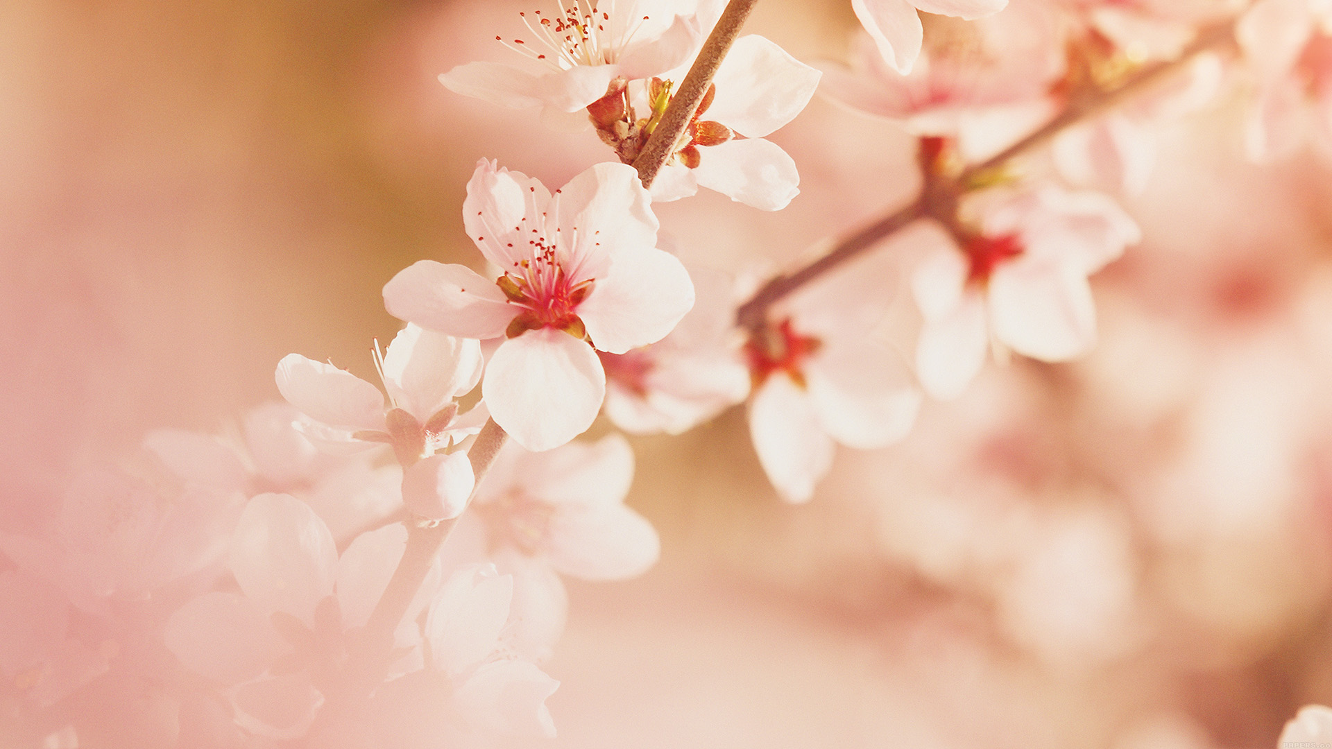 wallpaper for desktop, laptop. spring flower sullysully cherry blossom nature