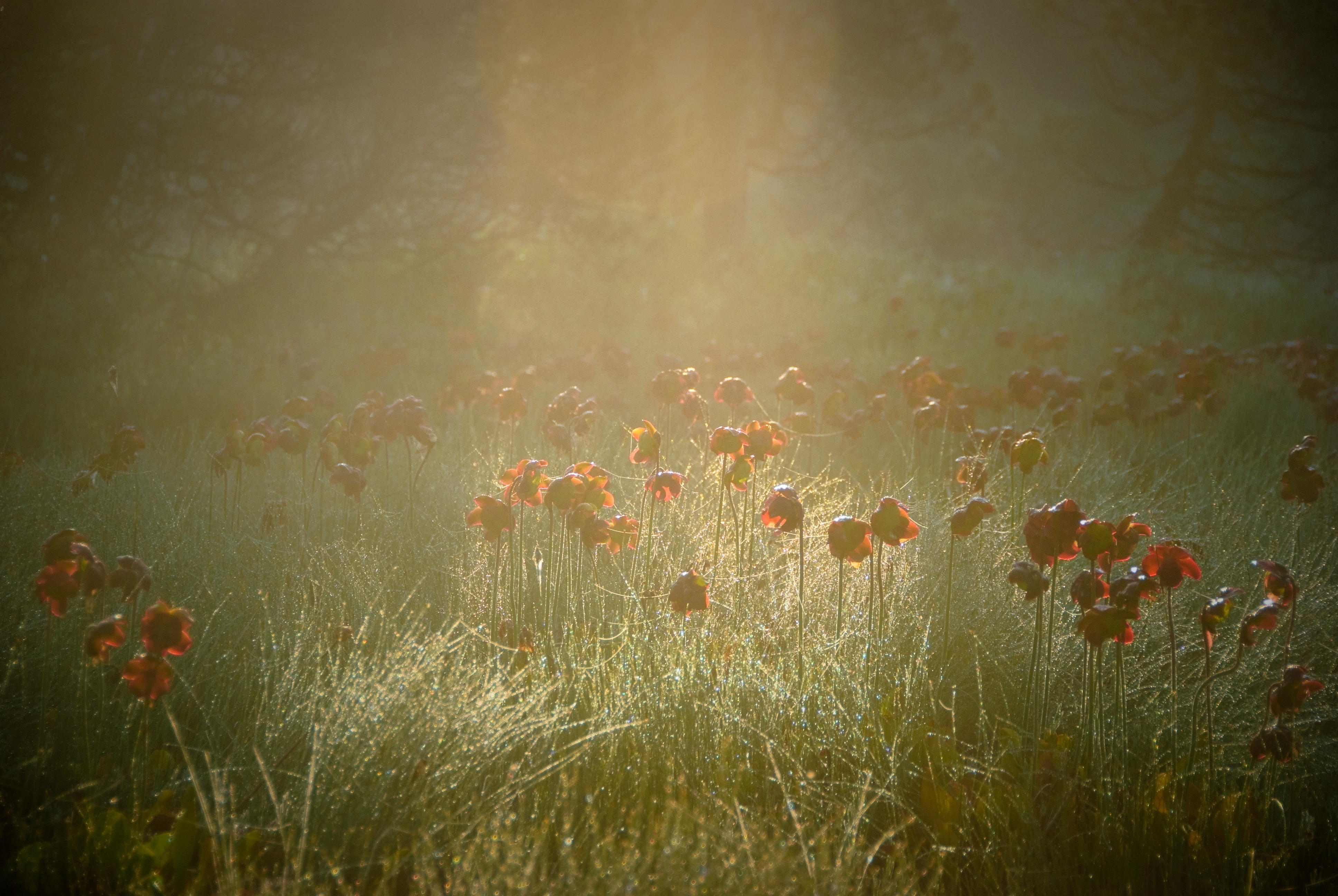 Flowers Grass Green Rays Red Spring Sunrise Yellow 4K wallpaper