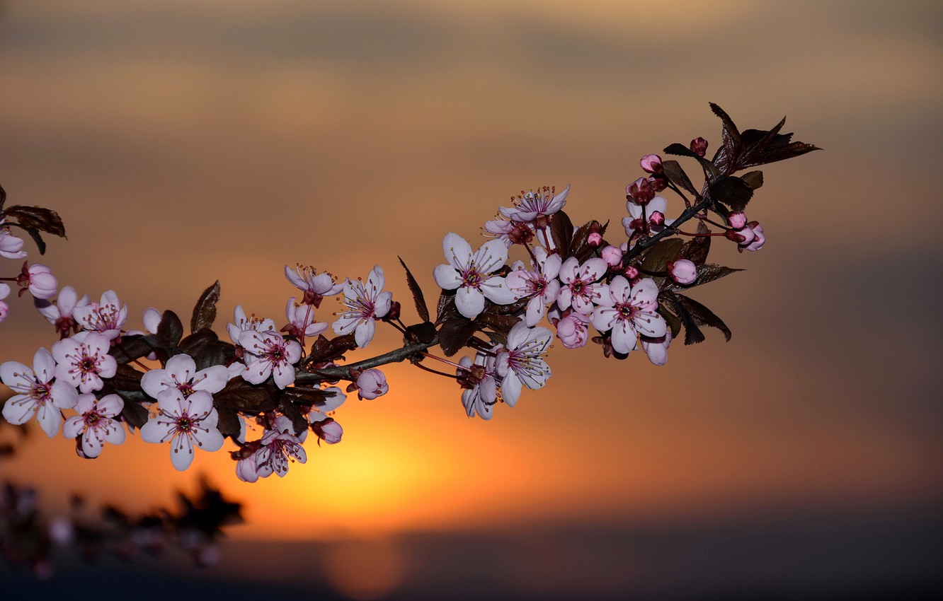 Wallpaper dawn, branch, spring, flowers, Spring, sunrise, flowering image for desktop, section цветы