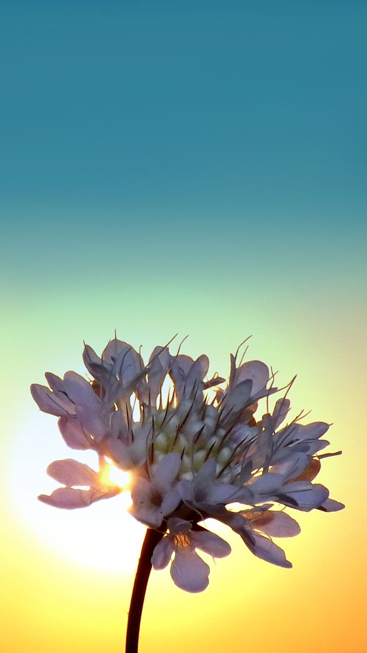 Sunrise And Flower. Nature IPhone Wallpaper. Tap To See More Close Up Photography Of Nature Views F. Nature Iphone Wallpaper, Nature Wallpaper, Sunrise Wallpaper
