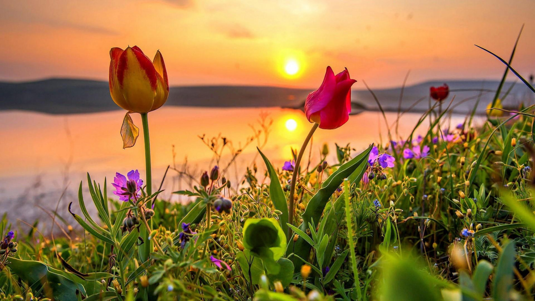Flower Field, Crimea, Steppe, Evening, Tulips, Grass, Sunlight Wallpaper • Wallpaper For You