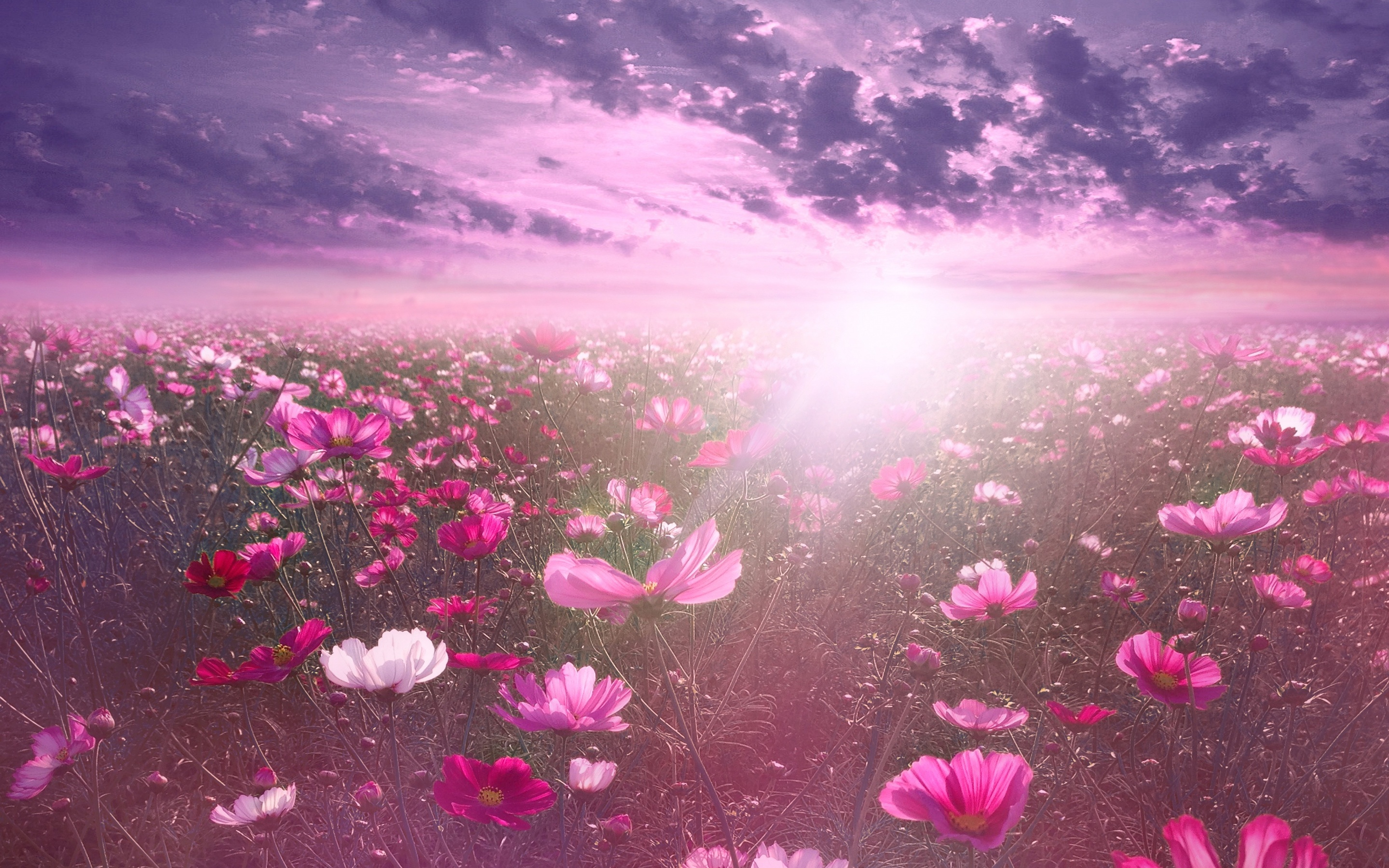 Pink flower Wallpaper 4K, Cosmos, Sunrise, Garden, Sky view, Clouds, Flowers