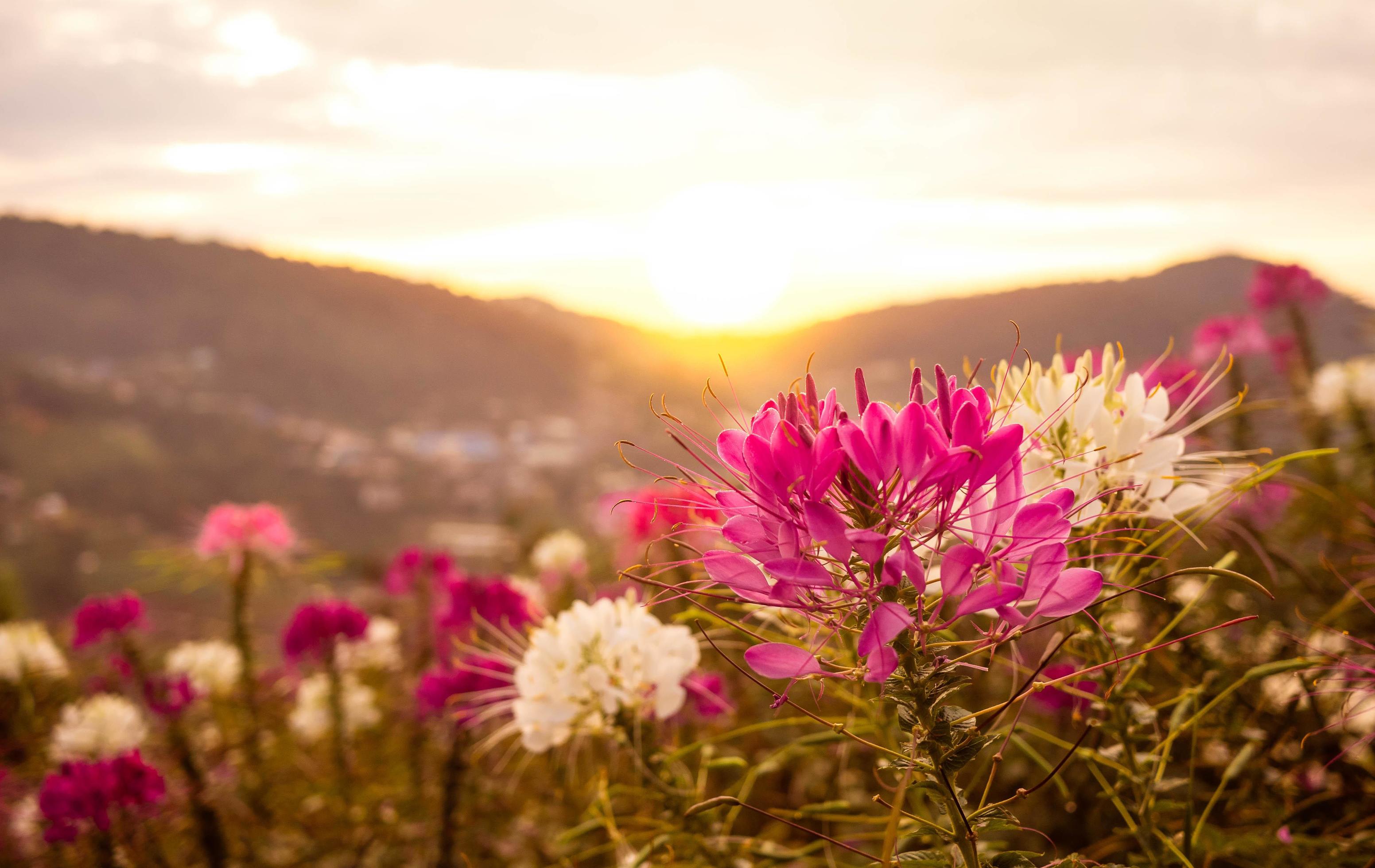 Beautiful mountain landscape with sunrise and blossoming purple and white flowers on spring field