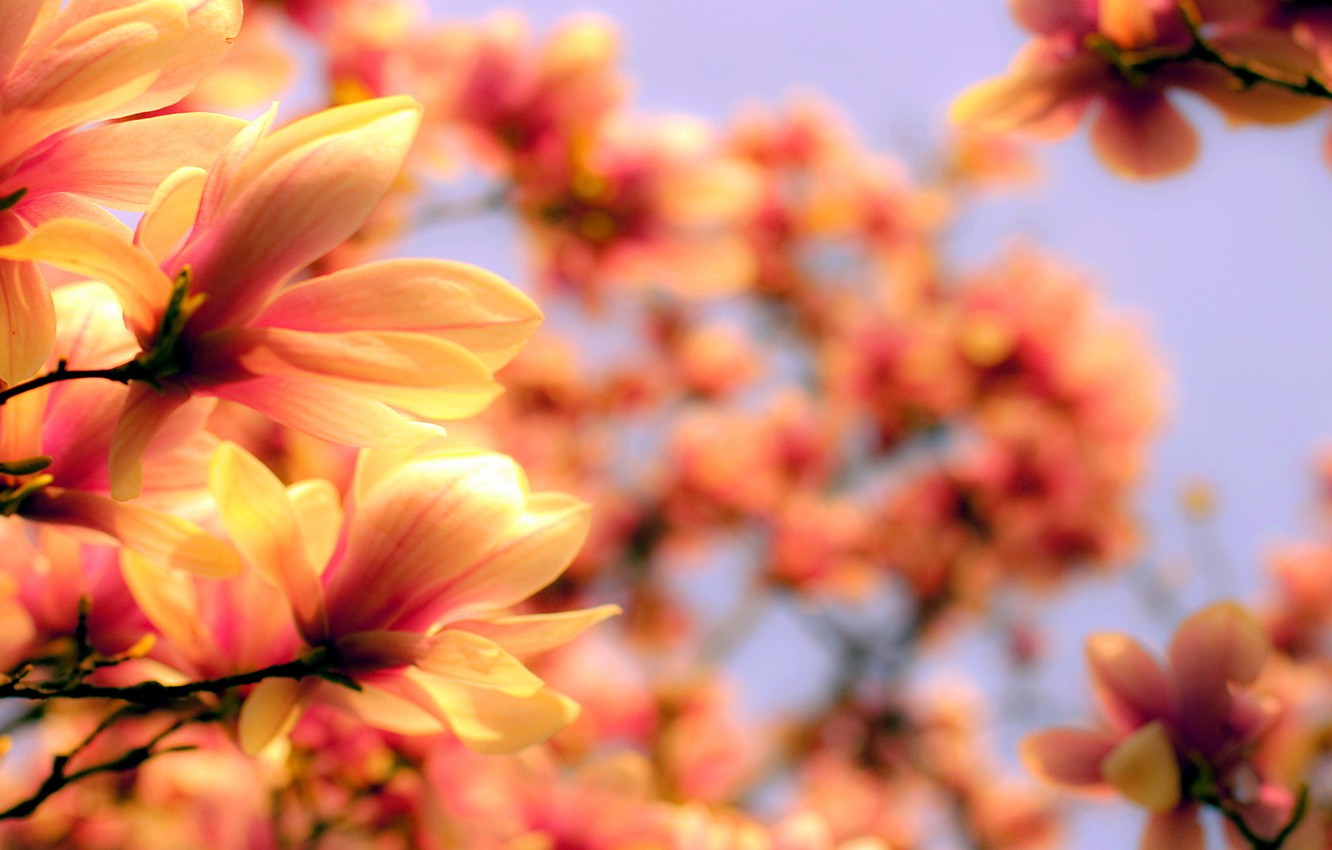 Wallpaper Orange, Flower, Magnolia, Blurred image for desktop, section цветы