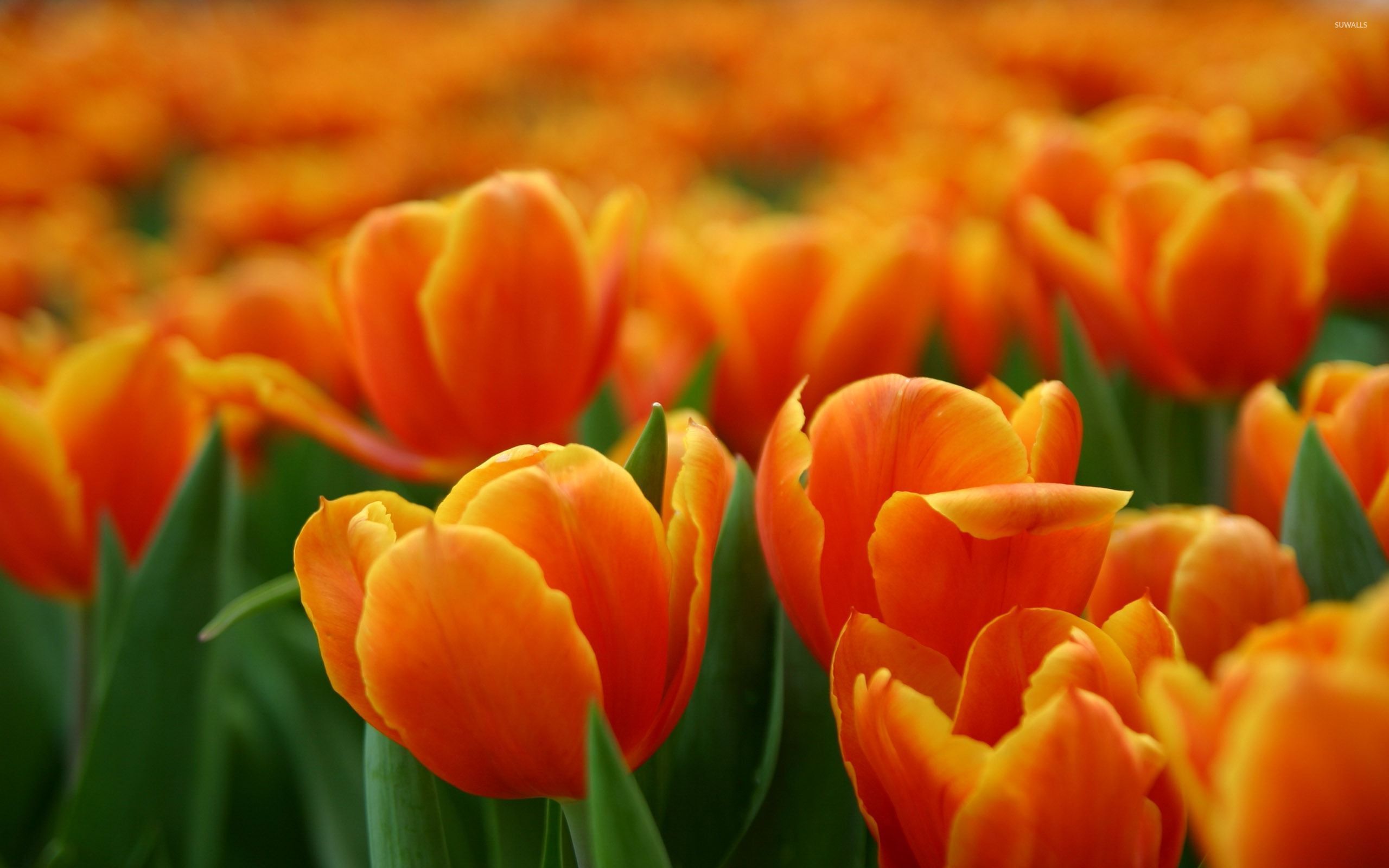 Orange Tulips HD Wallpaper Free Orange Tulips HD Background