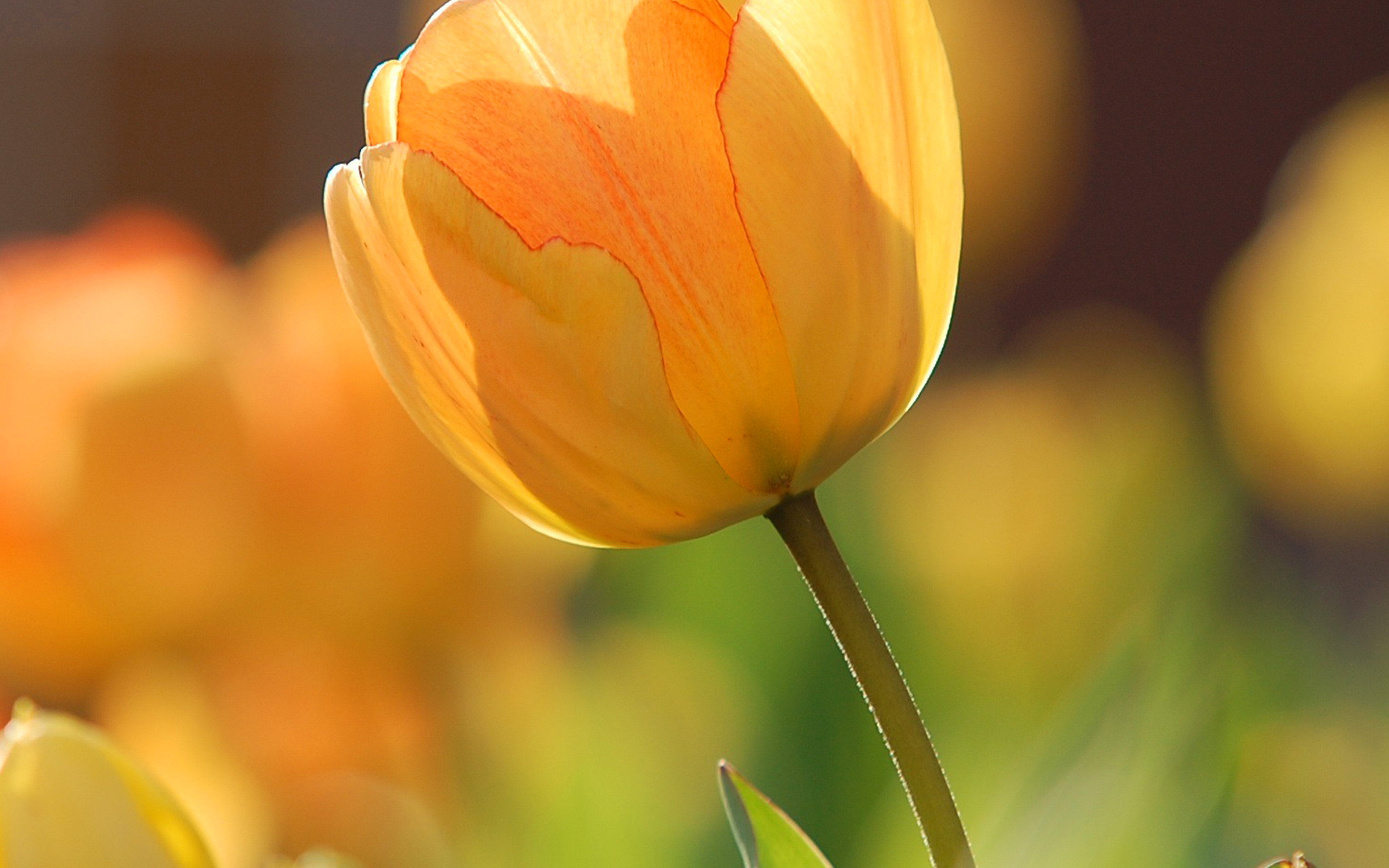 Flower Spring Tulip Orange Nature Wallpaper