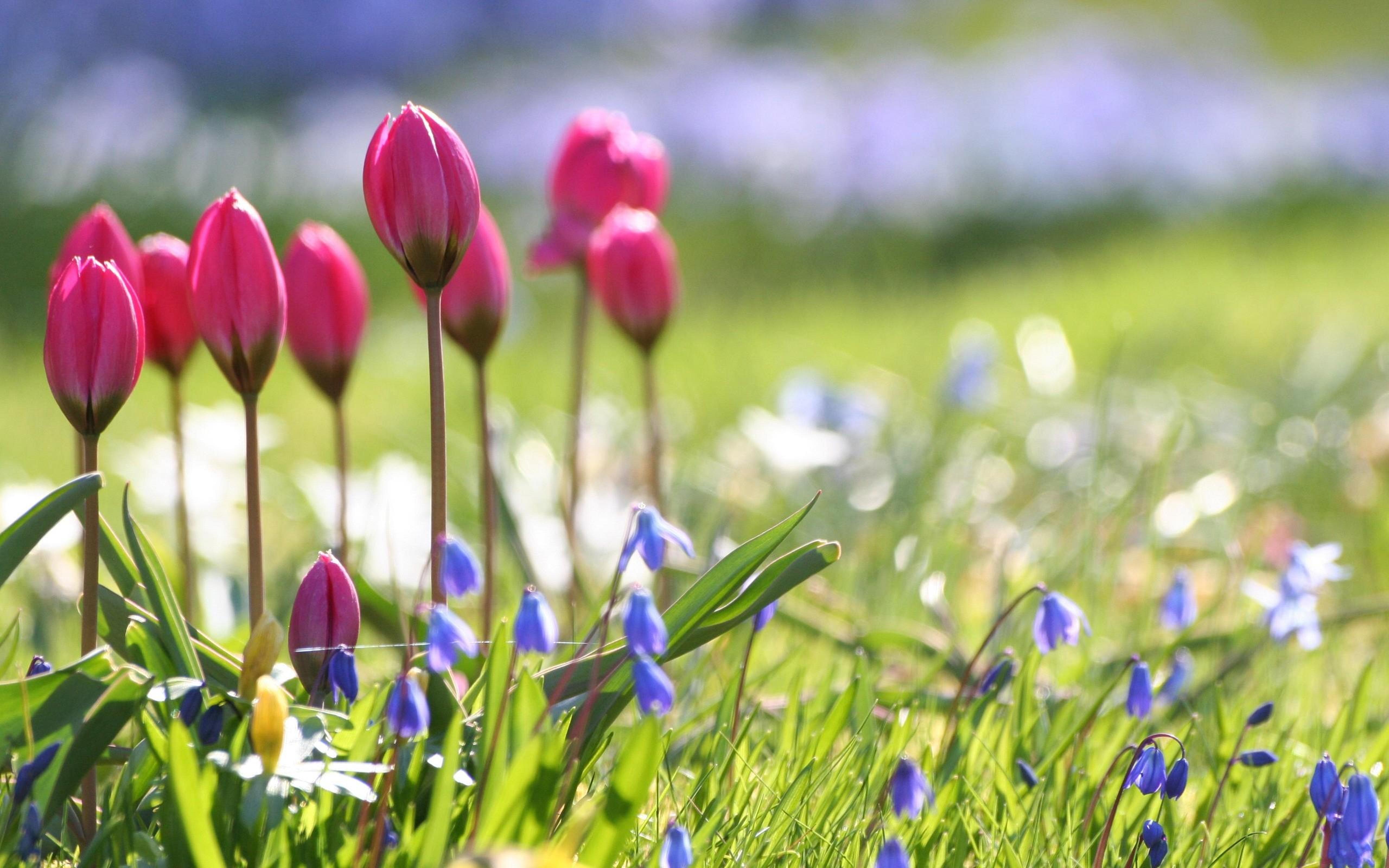 Pink tulips and blue flowers in the garden -Spring sunny day