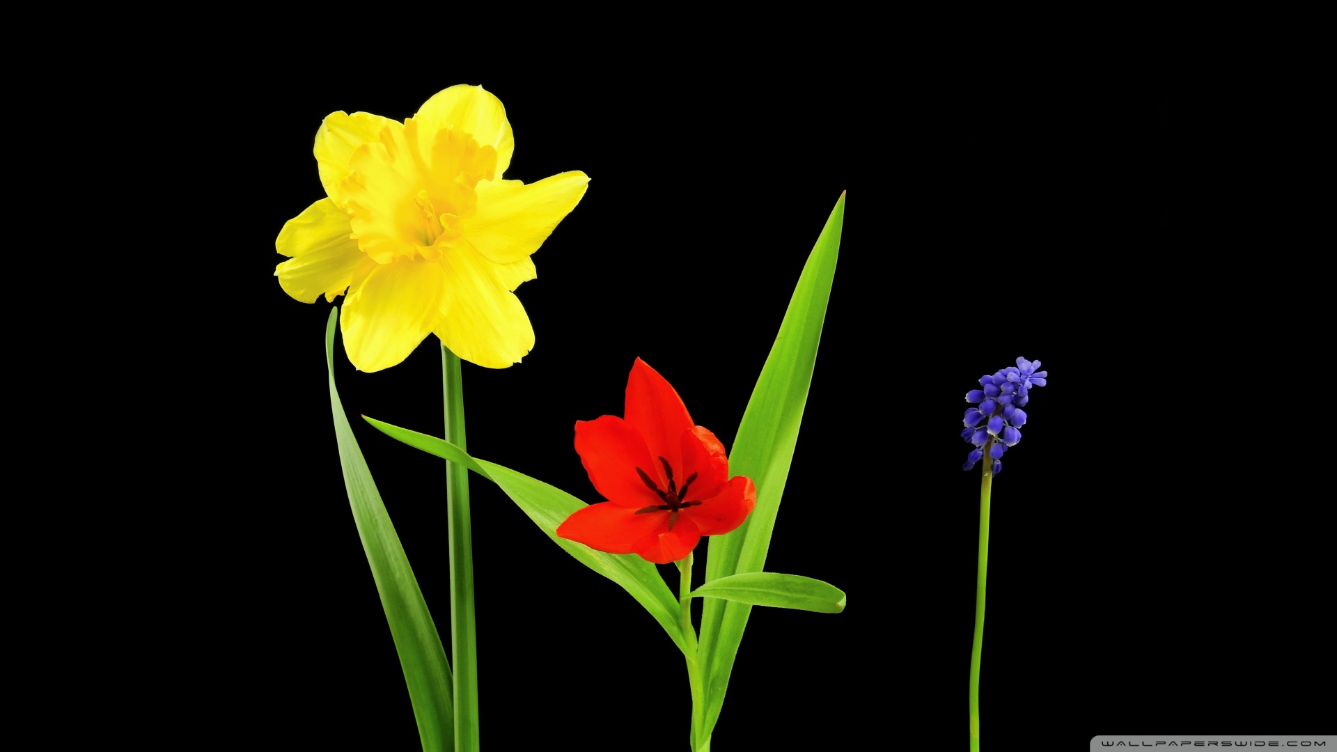 Spring Flowers, Daffodil, Tulip, Muscari, Black Background Ultra HD Wallpaper for 4K UHD Widescreen desktop, tablet & smartphone