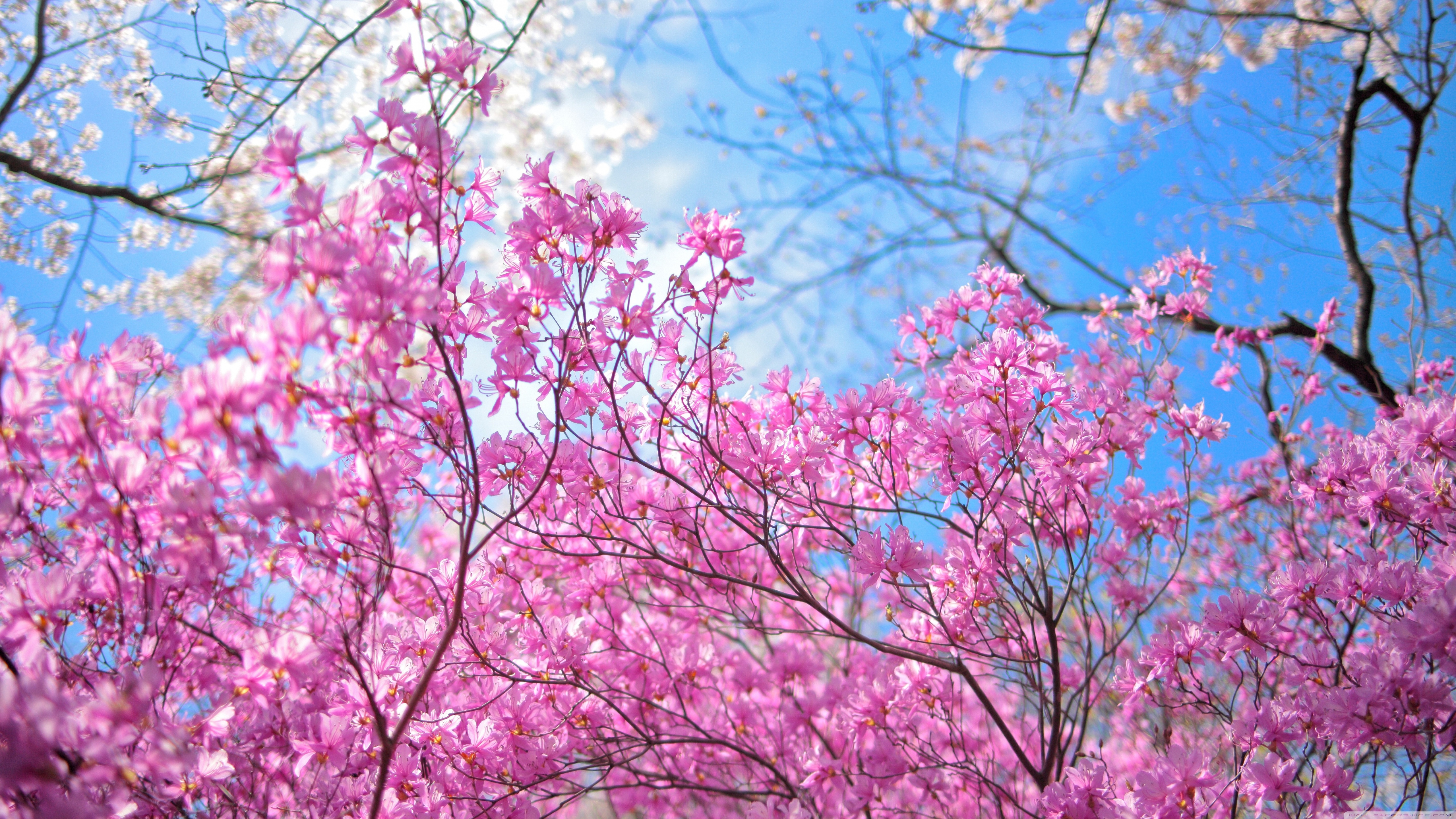 Cherry Blossom 4k Ultra HD Wallpaper