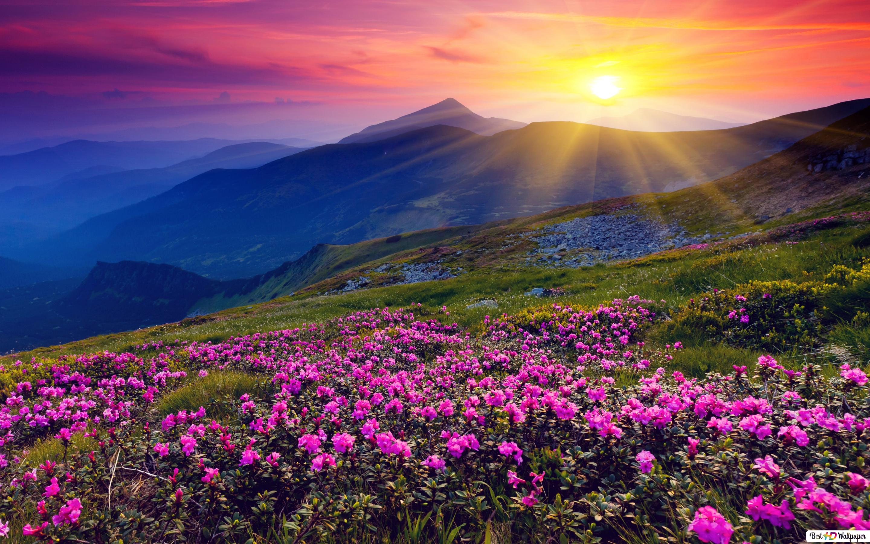 Sunrise and spring flowers HD wallpaper download
