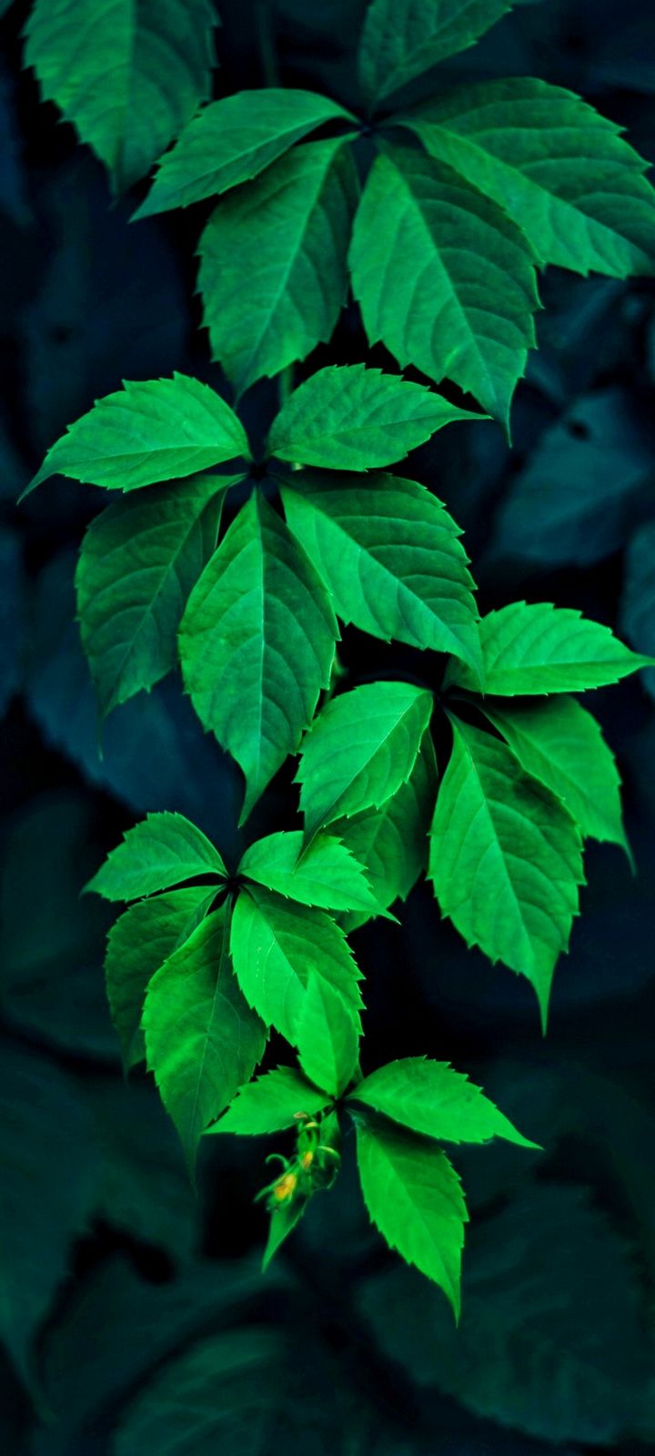 Green Leaves Wallpaper - [720x1600]