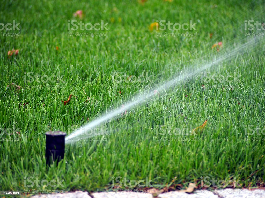 Lawn Automatic Irrigation System Working Sprinkler Image Now