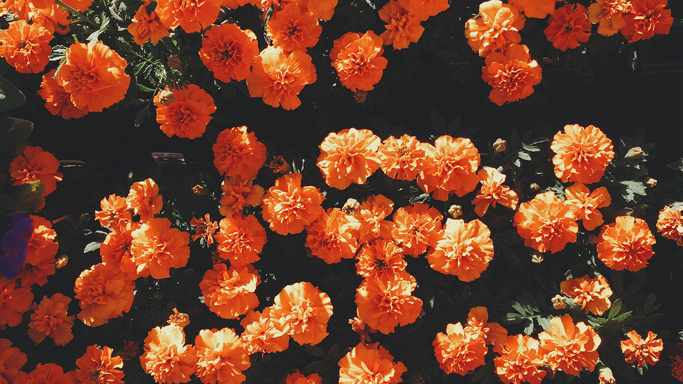 Floral Laptop Wallpapers posted by Samantha Mercado.