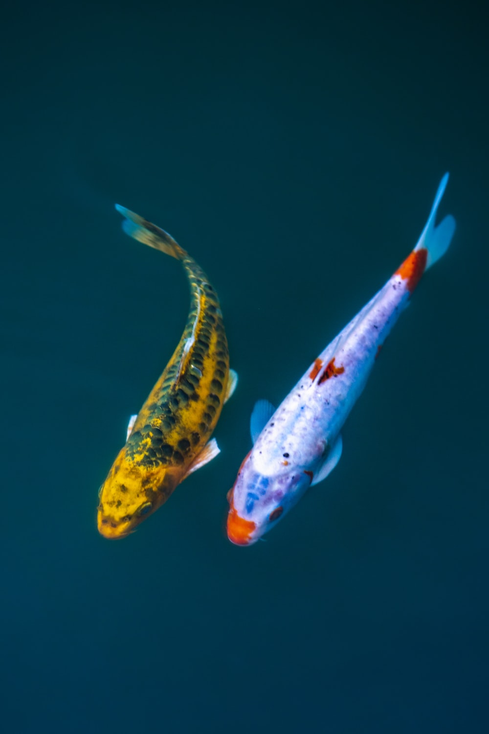 Japanese Koi Picture. Download Free Image