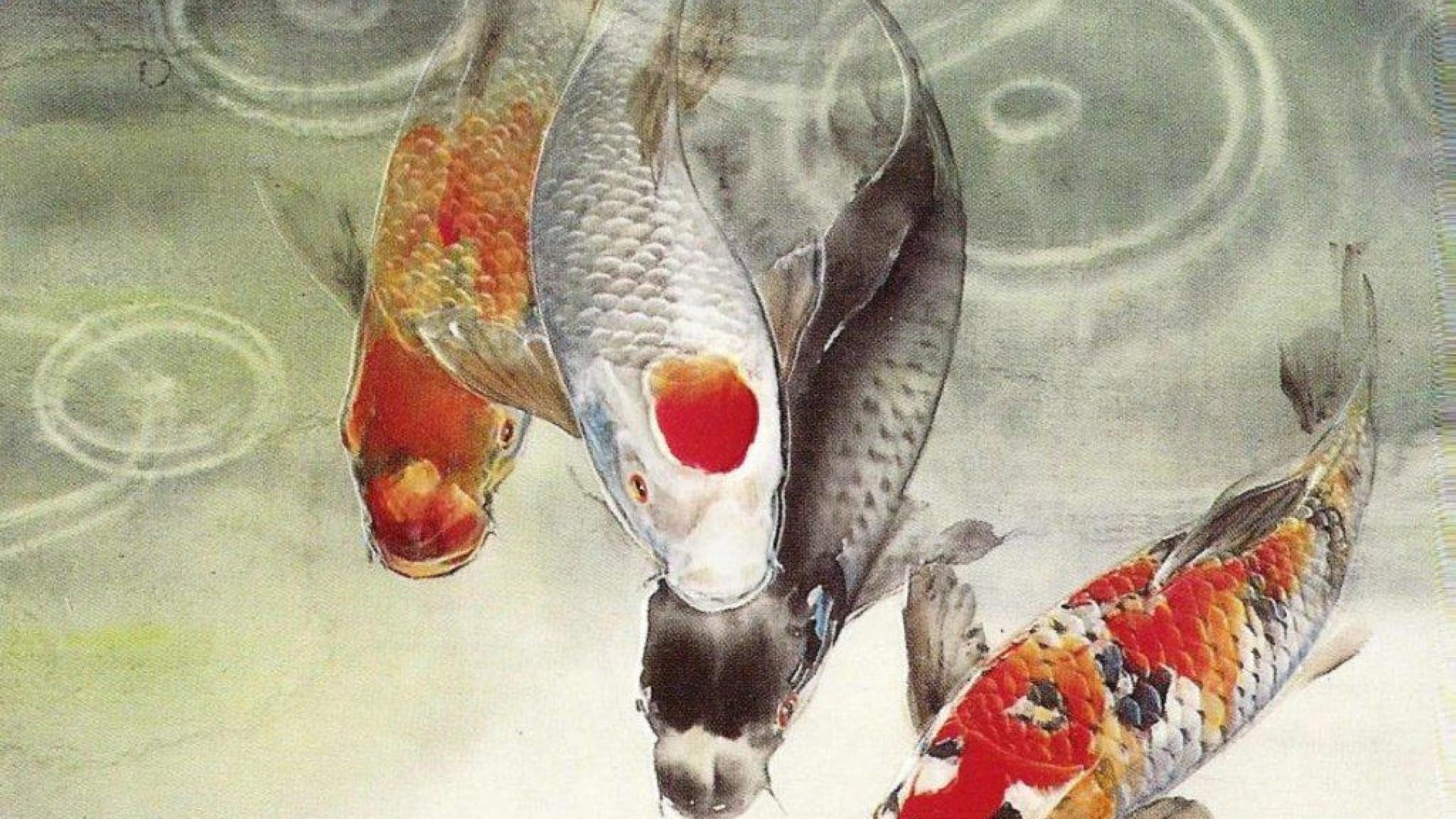 Koi Fish Wallpaper, Japan Carp.