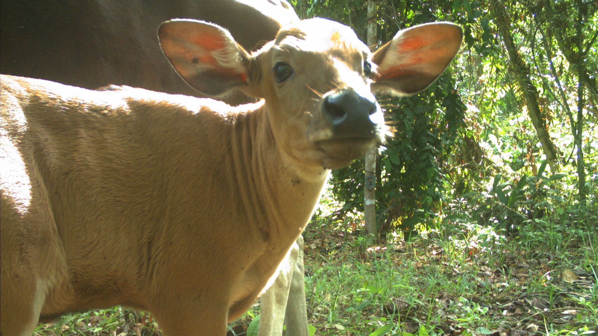 Banteng Wallpapers - Wallpaper Cave